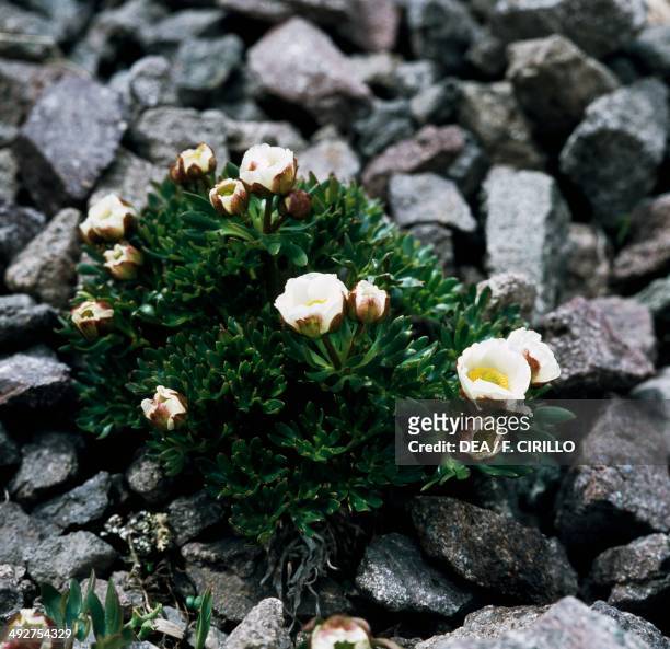 Glacier buttercup or Glacier crowfoot , Ranunculaceae.