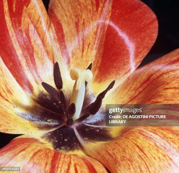 Didier's Tulip , Liliaceae. Detail.