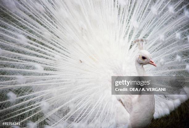 White Indian peafowl , Phasianidae, Isola Bella, Borromean Islands, Lake Maggiore, Italy.