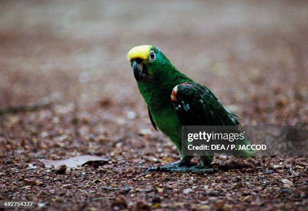 Yellow-crowned amazon or Yellow-crowned parrot , Psittacidae, Hato Pinero, Cojedes, Venezuela.
