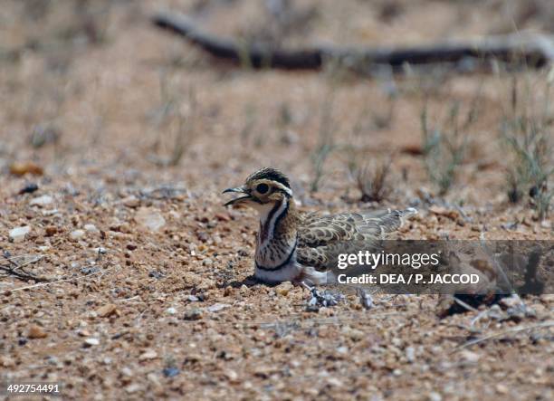 Courser Def 137 Courser Stock Photos, High-Res Pictures, and Images - Getty Images