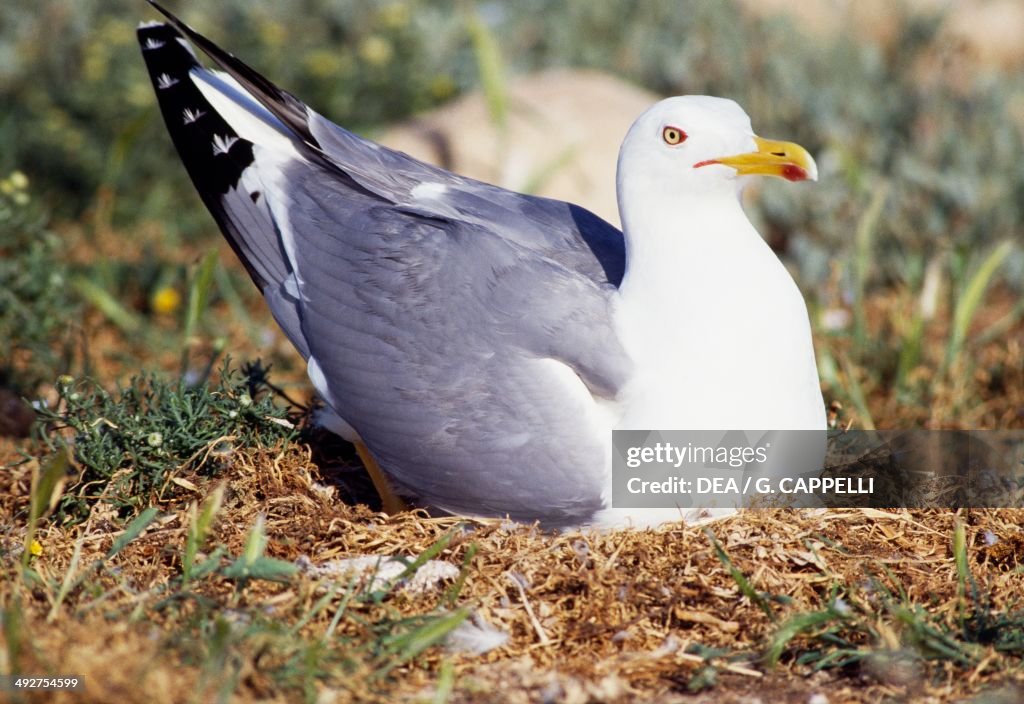 European herring gull brooding, Laridae
