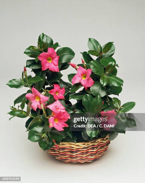 Dipladenia or Mandevilla , Apocynaceae.