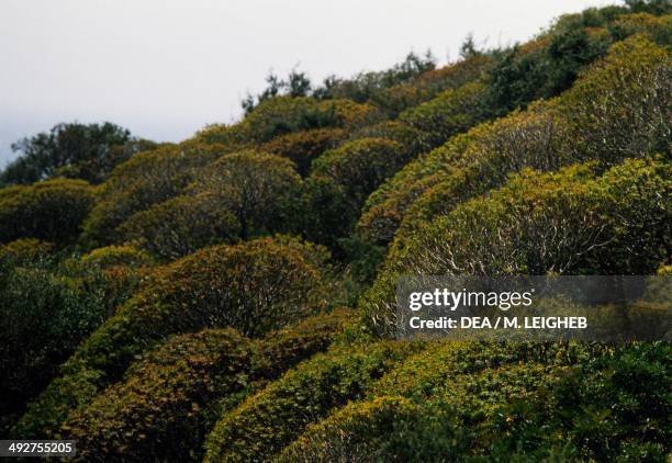 Mastic Color Tree 107 Mastic Trees Stock Photos, High-Res Pictures, and Images - Getty Images