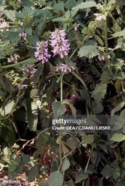 Pony beebalm in bloom , Lamiaceae.