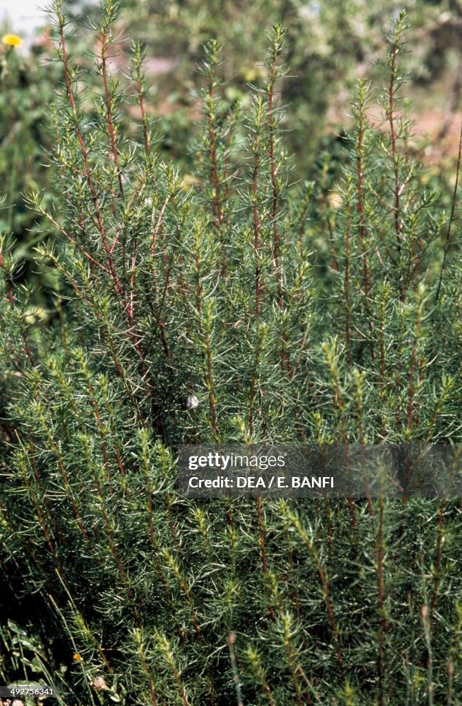 Artemisia campestris subsp variabilis, Asteraceae...