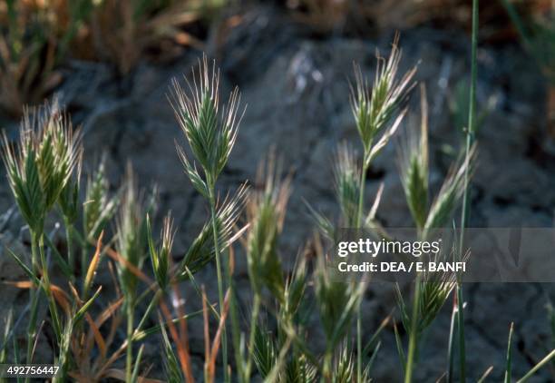 Purple false brome spikelets , Poaceae.