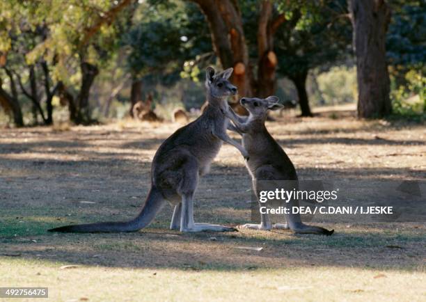 Eastern grey kangaroo (Macropus giganteus), News Photo