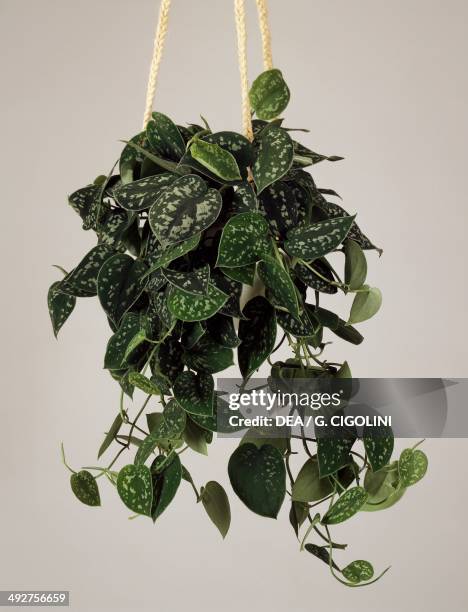 Satin pothos, silver vine , Araceae.