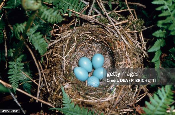 Dunnock's eggs , Prunellidae.