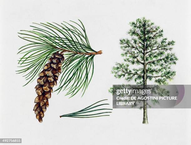 Eastern white pine, White pine, Northern white pine, Weymouth pine , Pinaceae, tree, leaves and fruit, illustration.