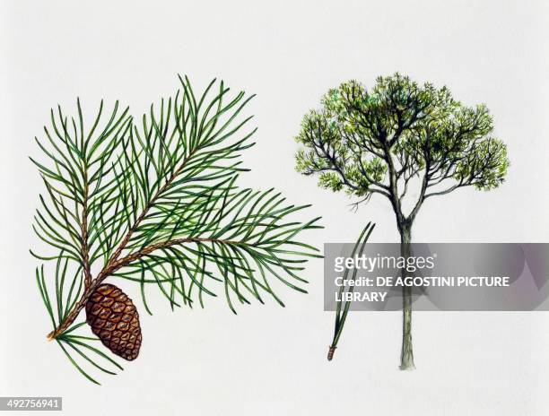 Aleppo pine , Pinaceae, tree, leaves and fruit, illustration.