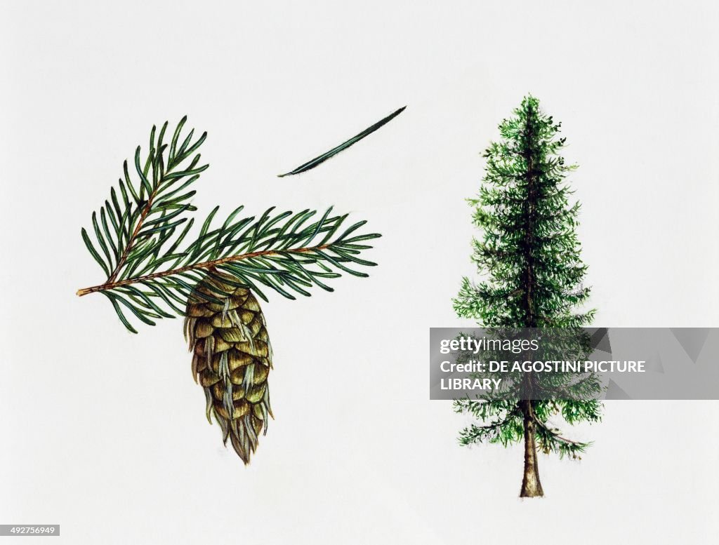 Douglas fir, Oregon pine or Douglas spruce...