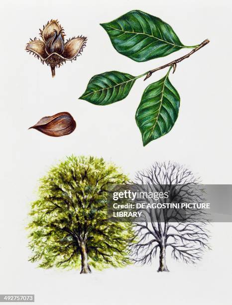 European beech or Common beech , Fagaceae, tree with and without foliage, leaves and fruits, illustration.