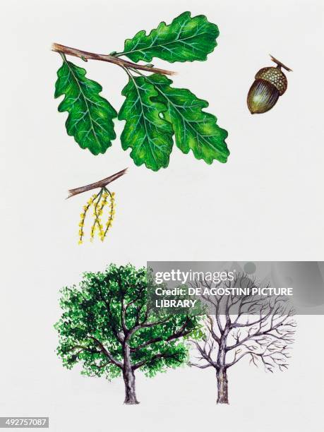 Downy Oak or Pubescent Oak , Fagaceae, tree with and without foliage, leaves, flowers and fruito, illustration.