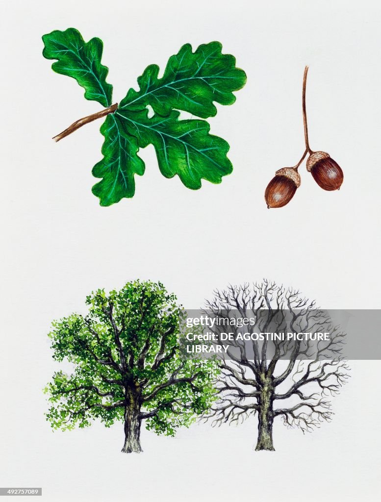 English oak, Pedunculate oak...