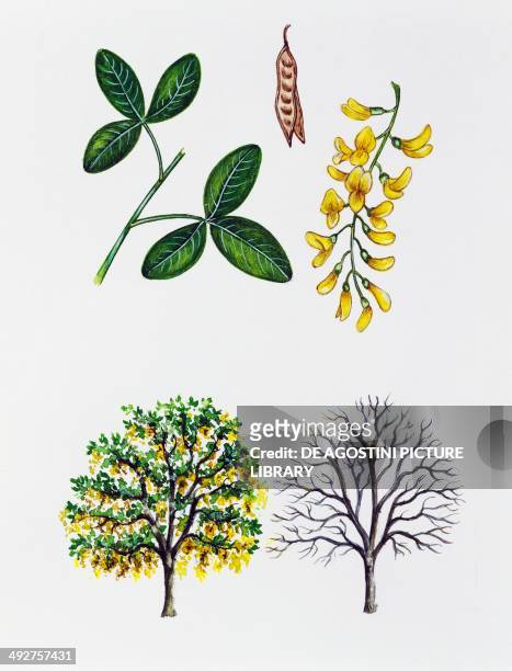 Common Laburnum, Golden Chain or Golden Rain , Fabaceae, tree with and without foliage, leaves, flowers and fruits, illustration.