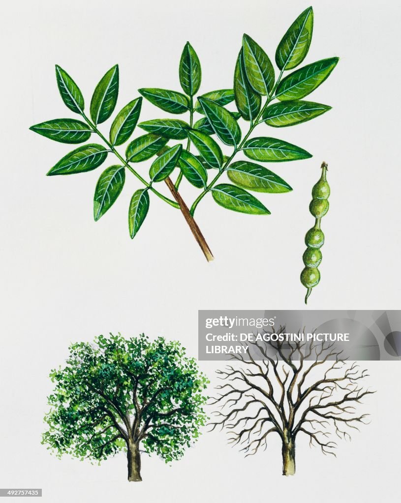Pagoda tree, Fabaceae
