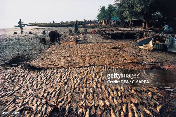 Drying fish, Banjul, Gambia.