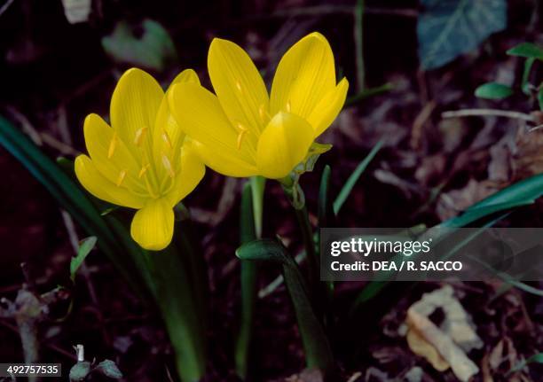 Winter Daffodil , Amaryllidaceae.
