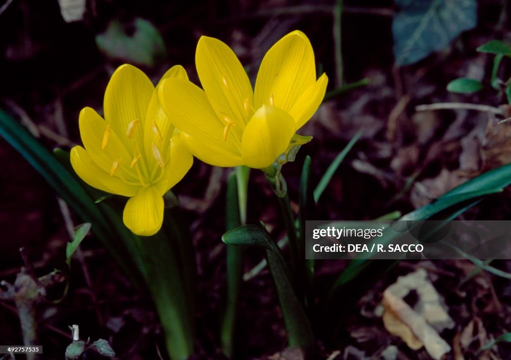 Winter Daffodil (Sternbergia lutea)