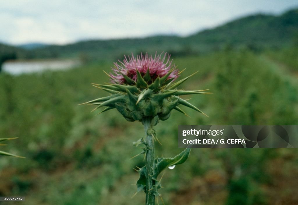 Milk Thistle (Silybum marianum)...