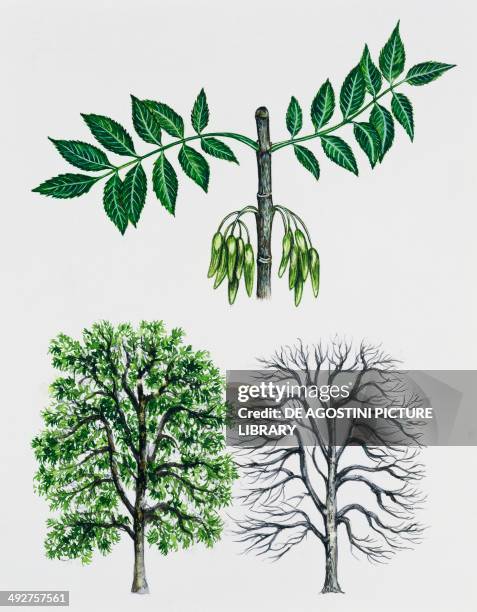 Ash or European ash , Oleaceae, tree with and without foliage, leaves and fruits, illustration.