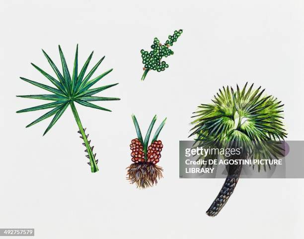 European fan palm, Mediterranean dwarf palm or Dwarf fan palm , Arecaceae, tree, leaf and fruits, illustration.