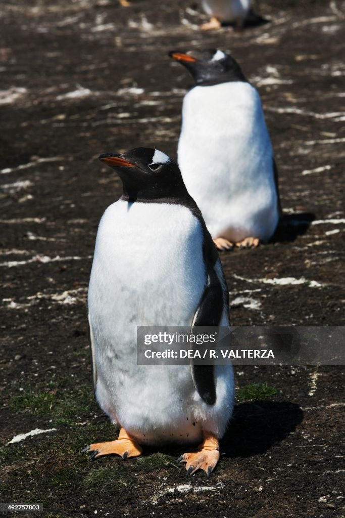 Gentoo penguins, Spheniscidae