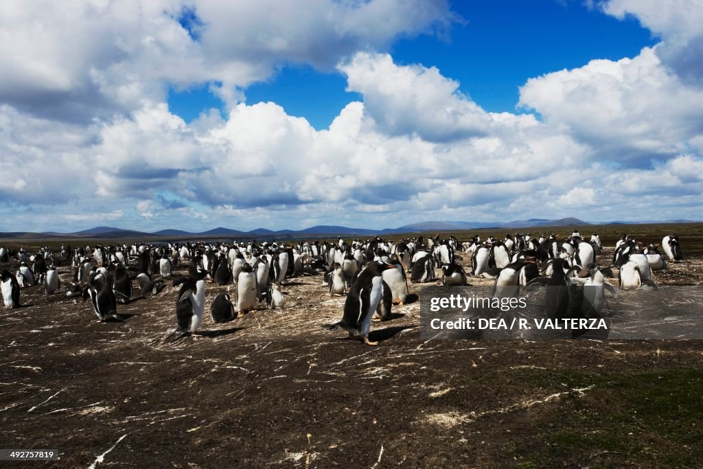 Gentoo penguin colony, Spheniscidae