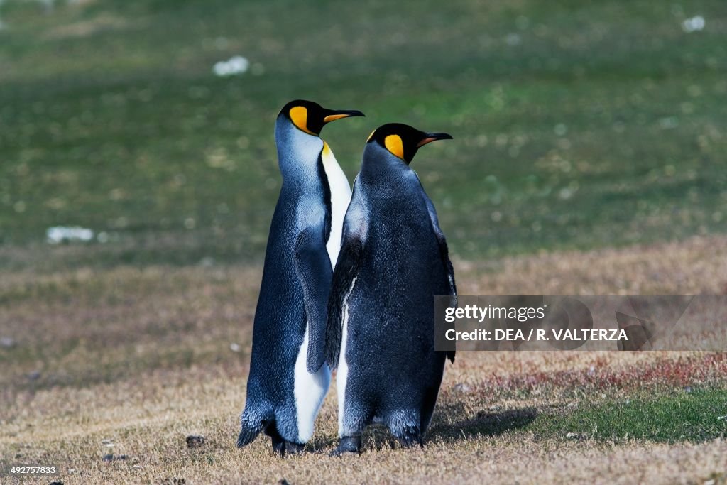 King penguin couple, Spheniscidae