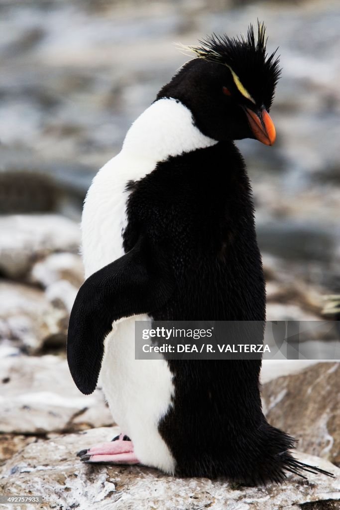 Southern rockhopper penguin, Spheniscidae