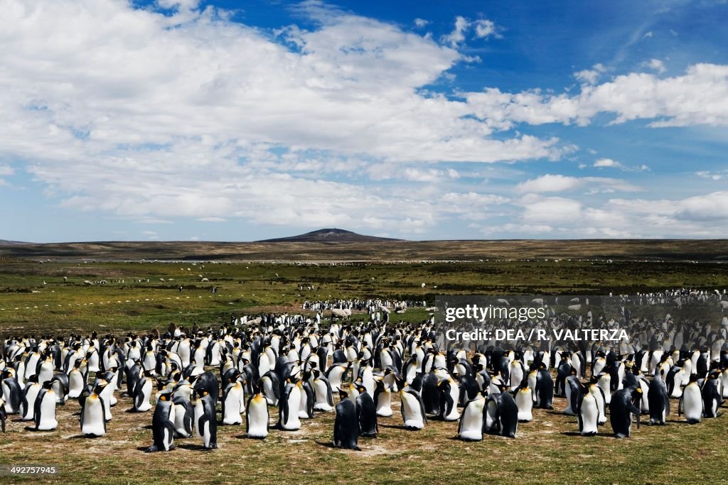 King penguin colony, Spheniscidae