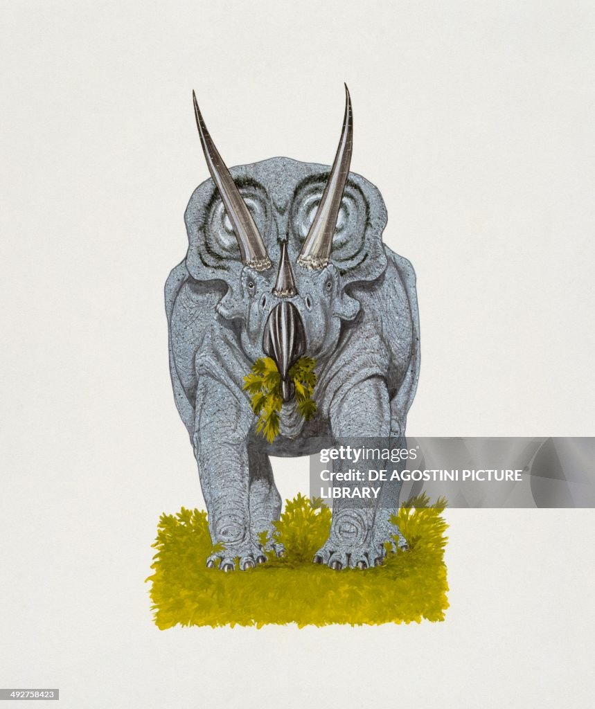 Torosaurus latus...