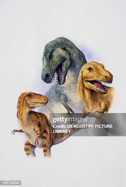 Top to bottom, T rex , Albertosaurus sarcophagus andbNanotyrannus lancensis, Tyrannosauridae, Cretaceous. Artwork by Peter David Scott.