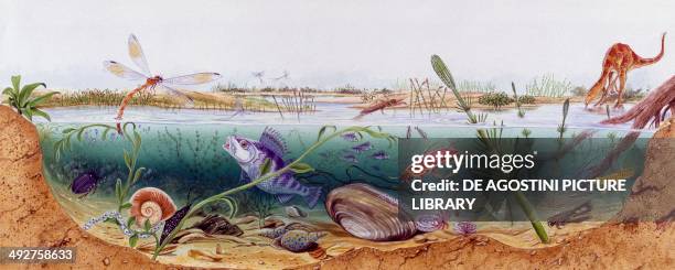 Pond ecosystem, Jurassic. Artwork by Brin Edwards.