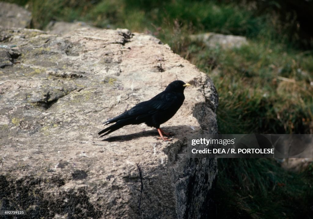 Alpine chough or Yellow-billed chough...