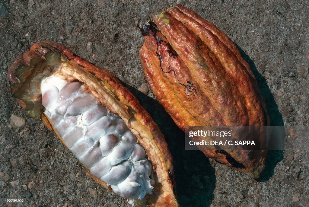 Closed cocoa pod and open cocoa pod with seeds...