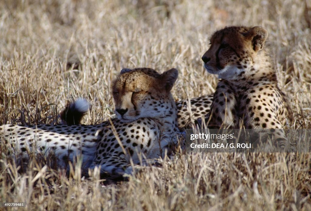 Two Cheetahs relaxing in the grass