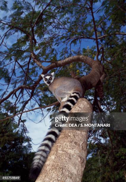 Ring-tailed lemur , Lemuridae, Madagascar.