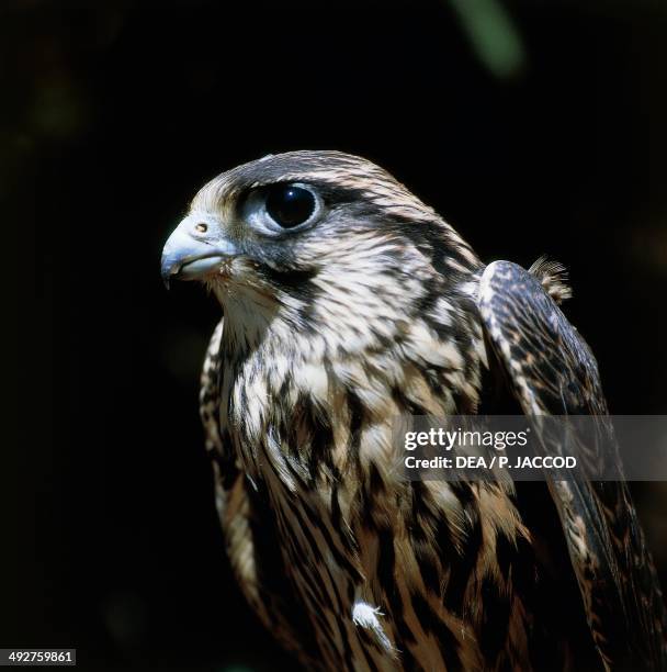 Lanner falcon , Falconidae.