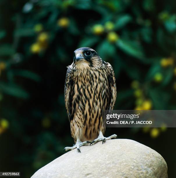 Lanner falcon , Falconidae.