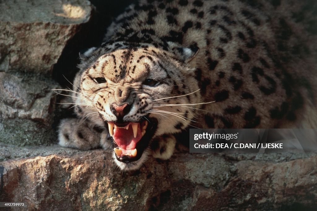 Snow leopard or Irbis...