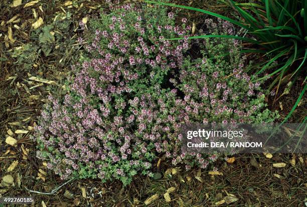Silver thyme or Lemon-scented thyme in bloom , Lamiaceae.