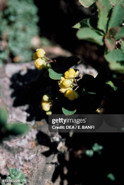 European Barberry , Berberidaceae.