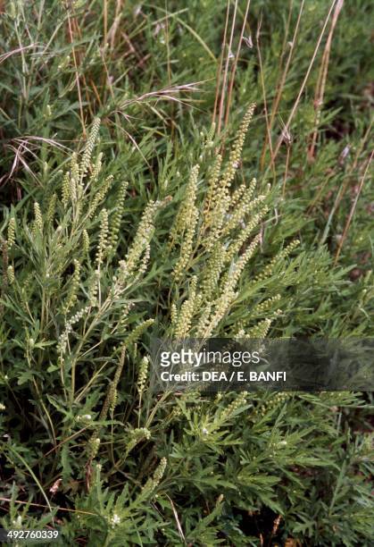 Cuman ragweed, Perennial ragweed or Western ragweed , Asteraceae.