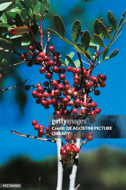 Mastic Color Tree 107 Mastic Trees Stock Photos, High-Res Pictures, and Images - Getty Images