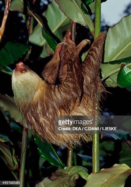 Hoffmann's two-toed sloth , Megalonychidae.