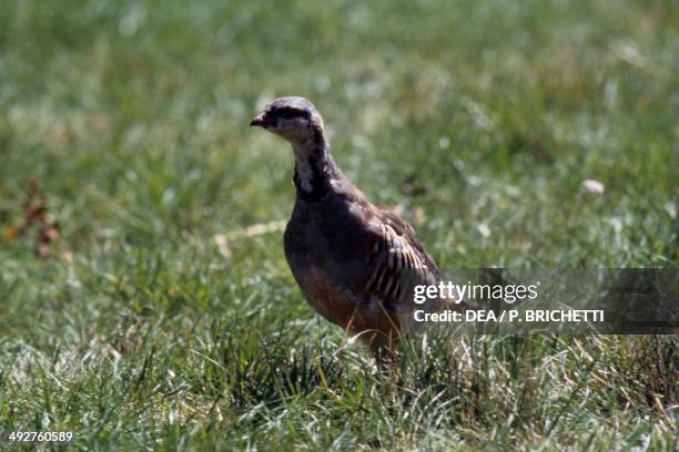 Rock partridge , Phasianidae.