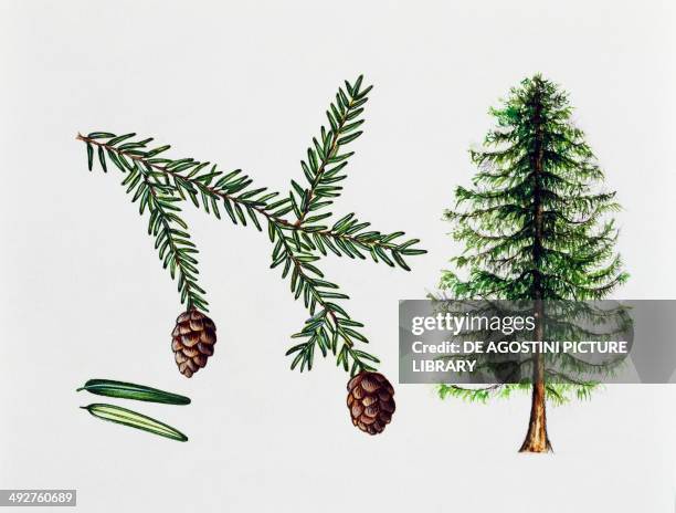 Eastern hemlock, Canada hemlock or Hemlock spruce , Pinaceae, tree, leaves and fruit, illustration.